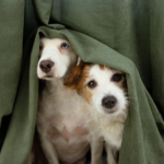 Get your dog ready for firework season with Alpha Vets’ advice