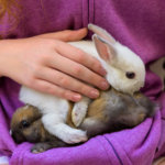 Get Claygate Vets’ top tips for getting a new pet rabbit