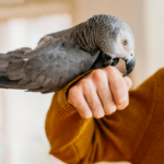 Vet Darren Partridge shares how to prepare your exotic pet bird for winter