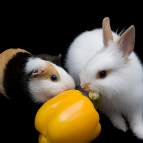 Rabbits, guinea pigs & fireworks – Darren has a plan