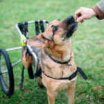 Get Darren’s practical guide to improving your disabled dog’s life
