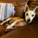 Pet pain month: How to spot and support canine osteoarthritis at home