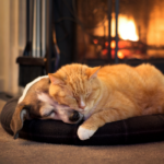 Firework season is coming: advice for cat, dog, and rabbit owners