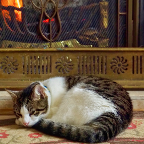 Darren shares 14 pre-winter checks all cat owners should do