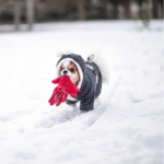Cold weather dog walking tips for Greater London owners
