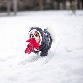 Cold weather dog walking tips for Greater London owners