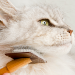 East Molesey nurses share key winter cat grooming advice