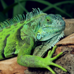 Exotics vet Darren Partridge shares facts and advice for Reptile Awareness Month