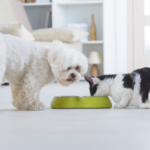 Pet diabetes: could your pet be at risk and can you prevent it?