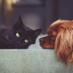 Our Vet Darren shares signs of kidney and heart diseases in dogs and cats