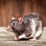 Molesey Vets guide to winter care for pet mice and rats