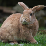 TW // Uterine tumours in rabbits – is your rabbit at risk?