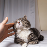 Vital winter checks for senior and arthritic cats in Teddington