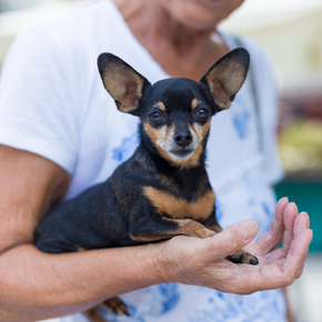 Vet Darren Partridge champions these 6 simple lifestyle changes for older dogs