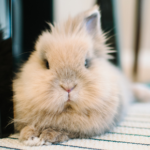 Winter care essentials for Greater London rabbits young and old