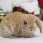 Vet nurses in East Molesey share Christmas bunny-proofing tips