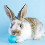 Get Claygate Vets’ Christmas gift list for small furry pets