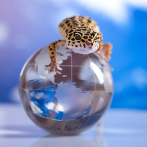 Molesey Vets share ideas on what to get exotic pets for Christmas