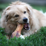 Should you give the dog a bone?