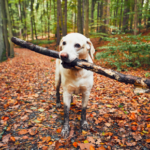 10 things to do with your dog in 2023 in Molesey