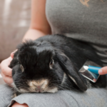 Nurses in Molesey suggest these New Year resolutions for small furry pets