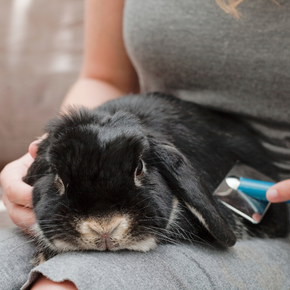Set some 2023 goals for your small furry pets