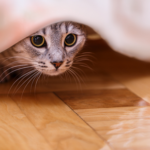 Get Claygate Vets’ guide to cat stress