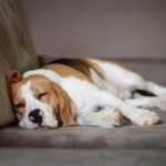 Vet Darren Partridge has care advice for owners of stressed-out dogs
