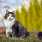 Alpha Vets’ advice on keeping your outdoor cat inside over the winter