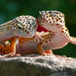Darren has some winter care tips for your reptiles