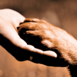 Get Molesey Vets’ guide on helping pets cope with human breakups
