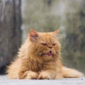 Cat aged 7 or older? Try our senior pet health checklist
