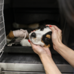 Alabama Rot – A dog walkers guide in Molesey