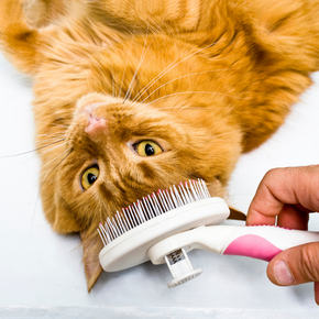 Vet Nurses in Greater London explain why you should groom your cat