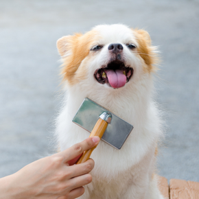Claygate Vets shares dog grooming advice every owner needs
