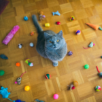 Environmental enrichment for cats in Surrey