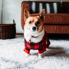 Six easy ways to perk up your pooch in the new year
