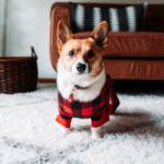 Darren shares their top tips for battling your dog’s boredom