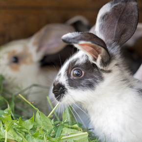 Bunny full of bounce? Learn how to make your rabbit happy