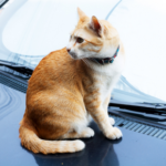 Cats and cars – Vet Darren Partridge has vital winter safety advice