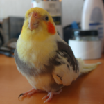 Get Darren’s bird care advice for all seasons