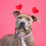 Get Darren’s dog safety advice ahead of Valentine’s Day