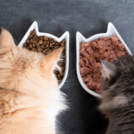 Vet nurses in Teddington share advice on the best cat diet
