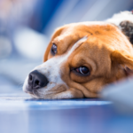 Worried your dog is constipated? Our vet Darren Partridge has this advice