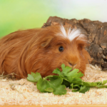 Keep your guinea pig healthy with Claygate Vets’ meal planner