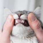 80% of cats in Surrey will suffer from gum disease by the age of three