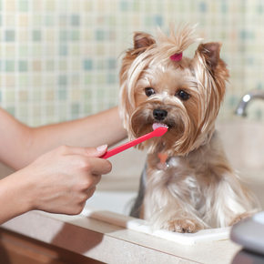 Vet Darren Partridge recommends six dental checks every dog owner should be making