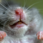 Important dental advice for rabbits, guinea pigs & other small pets