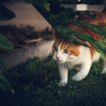 Understanding the natural behaviours of Surrey cats