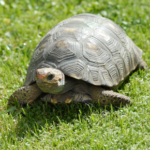 Vet in East Molesey says you can get non-meat-eating exotic pets!